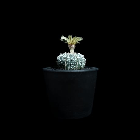 アストロフィツム アステリアス / Astrophytum asterias #13