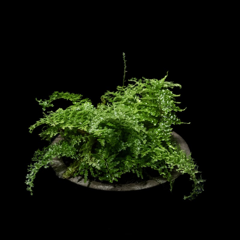 ネフロレピス スコッチモス / Nephrolepis scottii #2 | Ducks