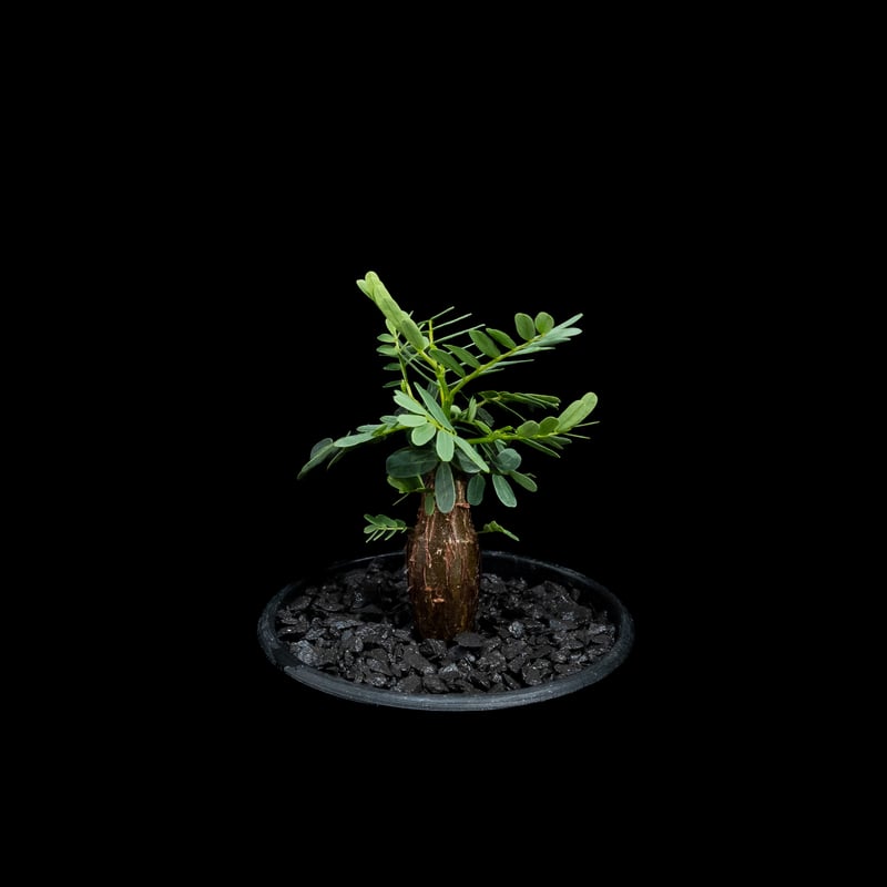 センナ メリディオナリス / Senna meridionalis #13 | Ducks (