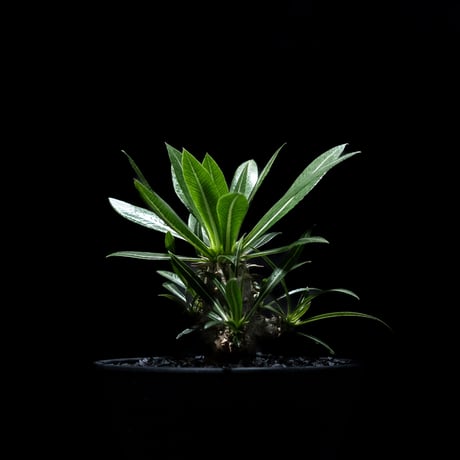 パキポディウム デンシカウレ / Pachypodium densicaule #3