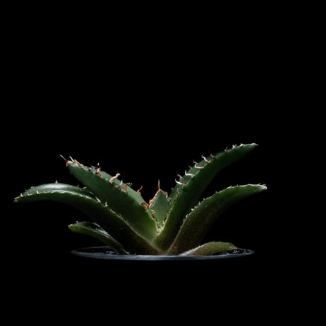 アガベ チタノタ 白鯨 / Agave titanota ‘White Whale’ #46