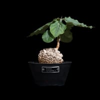 プテロディスクス　スペシオーサス コーデックス：プテロディスクス スペシオーサス*塊根幅4.5cm 現品