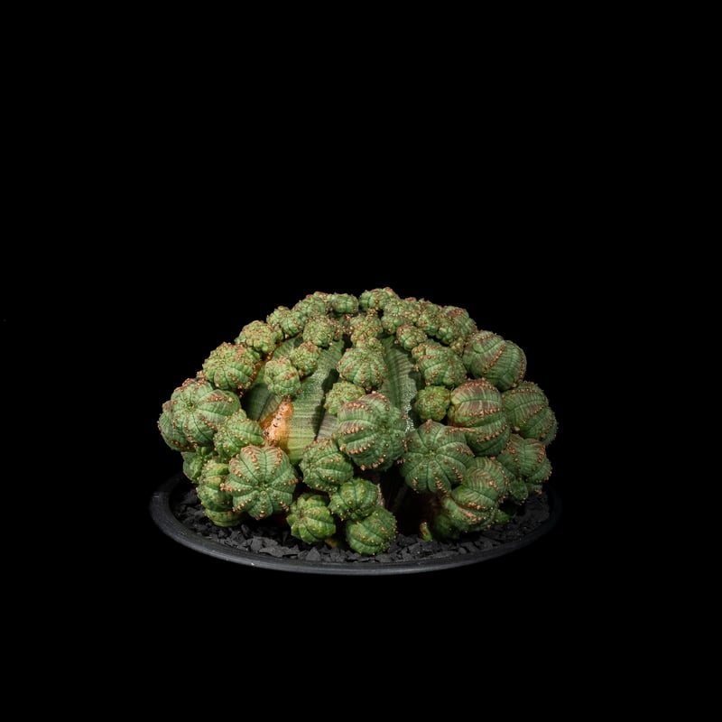 ユーフォルビア シンメトリカ / Euphorbia obesa ssp. symmetric