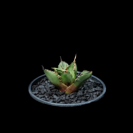 アガベ チタノタ 熊猫 / Agave titanota ‘Panda’ #2