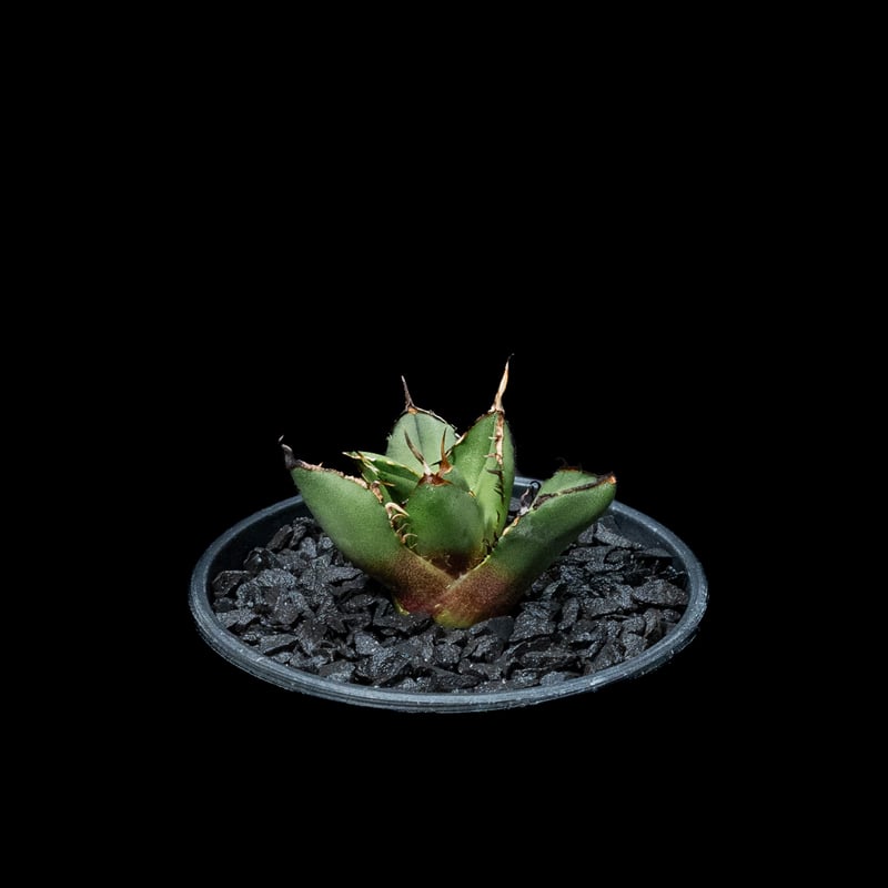 アガベ チタノタ 熊猫 / Agave titanota 'Panda' #2 | Ducks アガベ チタノタ 熊猫 / Agave titanota 'Panda' #2 | Ducks