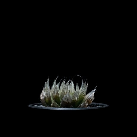 ハオルチア ムラサメ / Haworthia ‘Murasame’