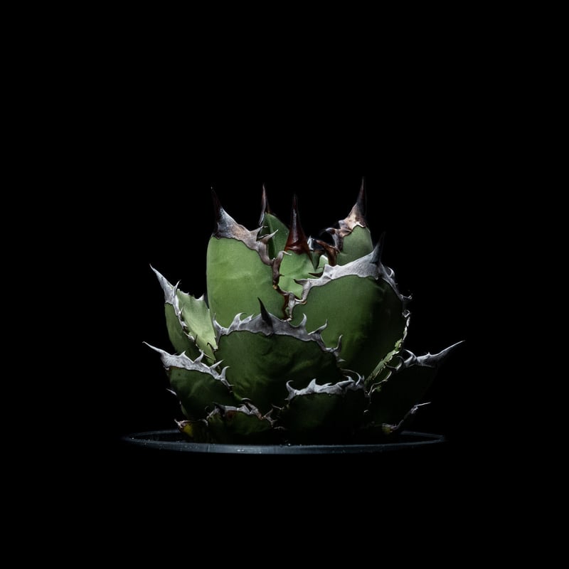 アガベ チタノタ 黒火焔 / Agave titanota 'Black Fire' #4 | アガベ チタノタ 黒火焔 / Agave titanota 'Black Fire' #4 |