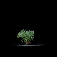 モンソニア ペニクリナム / Monsonia peniculina #27