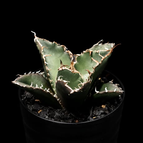 アガベ チタノタ 白鯨 / Agave titanota ‘White Whale’ #2