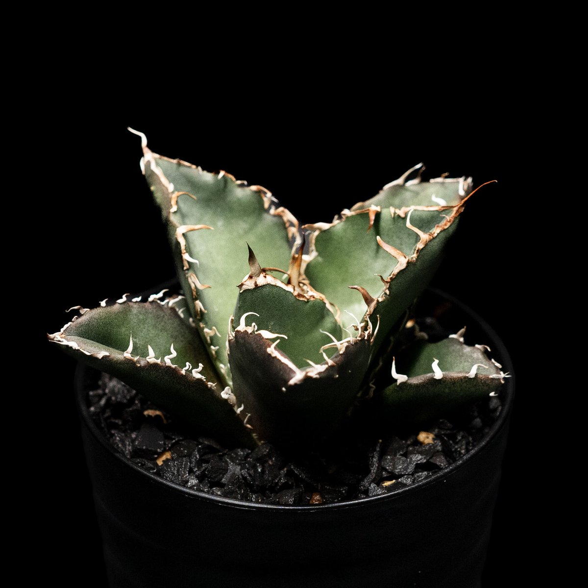 アガベ チタノタ 白鯨 / Agave titanota 'White Whale' #2 |
