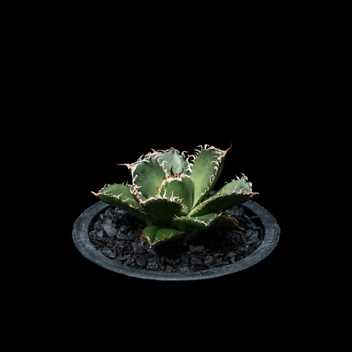 アガベ チタノタ フィリグリー (圓葉拇指) / Agave titanota 'Filigr