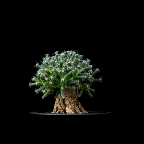 トリコディアデマ デンサム / Trichodiadema densum #7