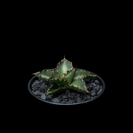 アガベ チタノタ 萬代厳竜 / Agave lophantha × titanota #1