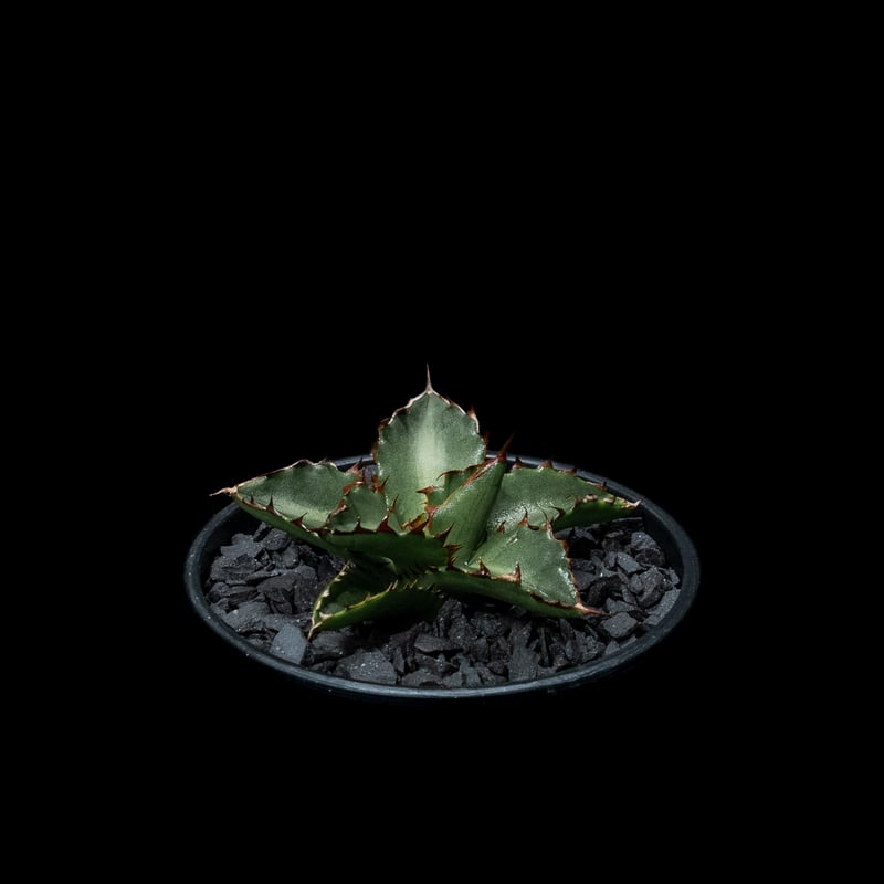 Agave titanota 黒厳竜　黒厳龍　希少　 アガベ　チタノタ　　PRP Agave titanota 黒厳竜 黒厳龍 希少 アガベ チタノタ PRP - メルカリ