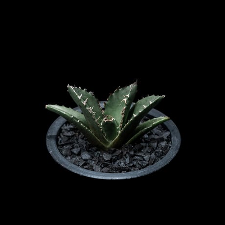 アガベ チタノタ 白鯨 / Agave titanota ‘White Whale’ #21