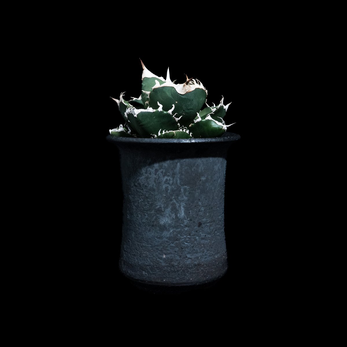 アガベ チタノタ 南アフリカダイヤモンド / Agave titanota 'South