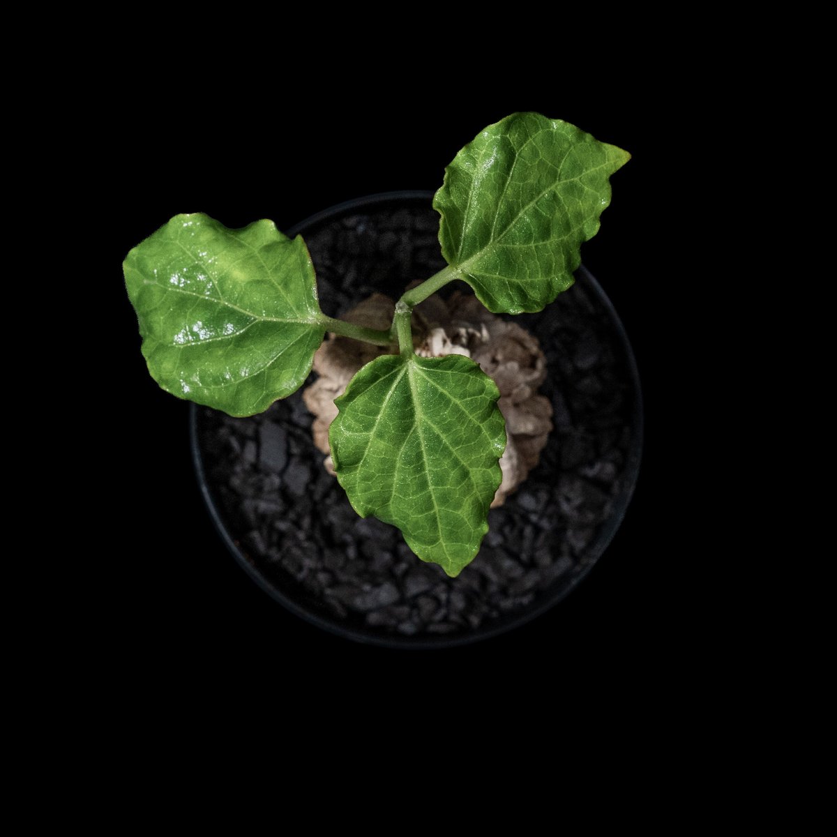 マテ シクロフィラ Matelea cyclophylla　親木 マテ シクロフィラ Matelea cyclophylla 親木