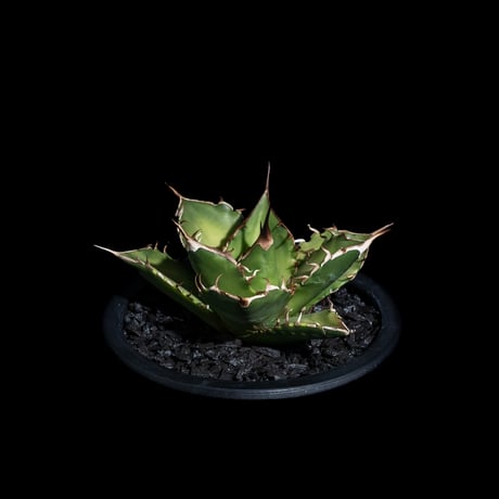 アガベ チタノタ 黒桃 (カキ仔) / Agave titanota ‘Spade’ #4