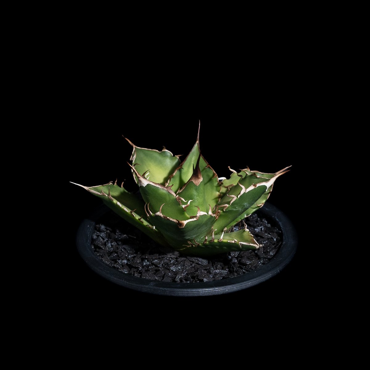 アガベ チタノタ 黒桃 (カキ仔) / Agave titanota 'Spade' #4 |