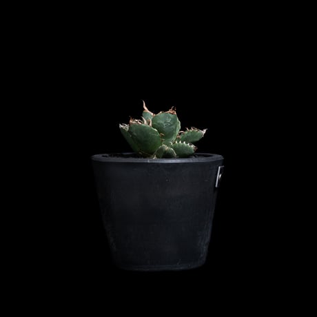 アガベ チタノタ 魔丸 / Agave titanota 'Mamaru' #1