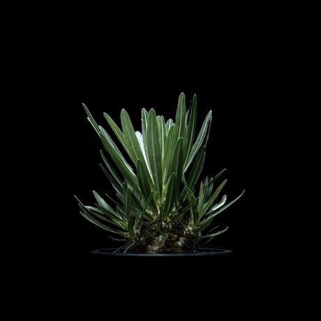パキポディウム グラキリス / Pachypodium rosulatum var. gracilius #41