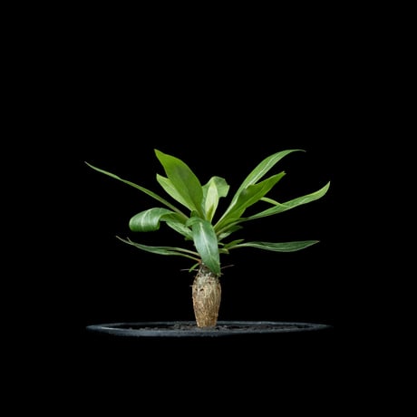 フォークイエリア プルプシー / Fouquieria purpusii #1