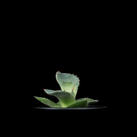 アガベ パリー トルンカータ / Agave parryi var. truncata #3