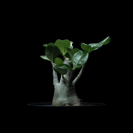 アデニウム ムルチフローラム / Adenium multiflorum #1