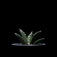アガベ チタノタ 白鯨 / Agave titanota ‘White Whale’ #20