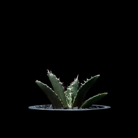 アガベ チタノタ 白鯨 / Agave titanota ‘White Whale’ #20