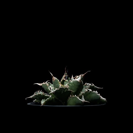アガベ・チタノタ 夕映厳竜 / Agave titanota ‘Solar Eclipse’ #7