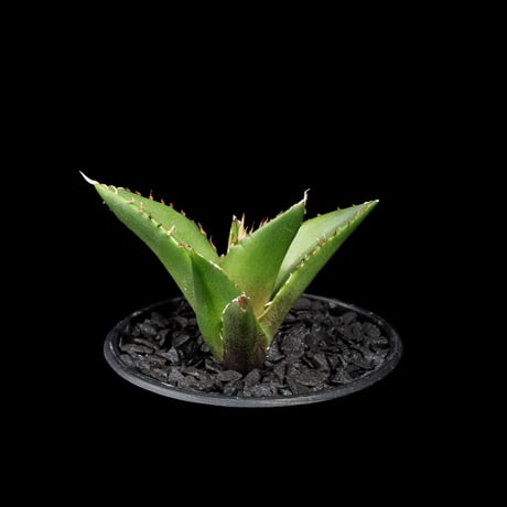 アガベ チタノタ ハデス / Agave titanota ‘Hades’ #16