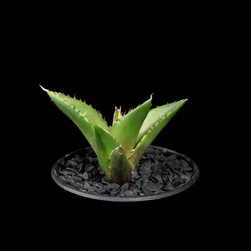 アガベ チタノタ ハデス / Agave titanota 'Hades' #16 |