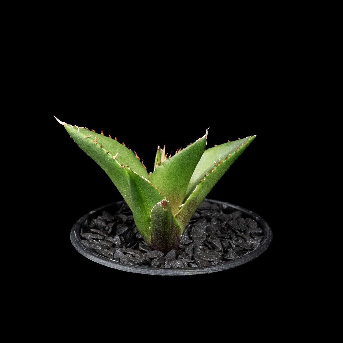 アガベ ハデス中株 アガベ チタノタ 中株 【ハデス（黒帝斯）】 Y2 中