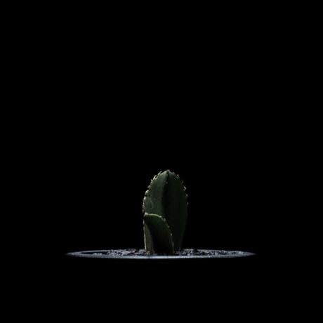 アガベ チタノタ 白鯨 / Agave titanota ‘White Whale’ #13
