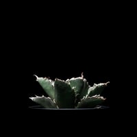 アガベ チタノタ 白鯨 / Agave titanota ‘White Whale’ #4