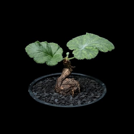 ペラルゴニウム ロバツム / Pelargonium lobatum #1