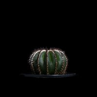 ユーベルマニア ペクチニフェラ / Uebelmannia pectinifera #5