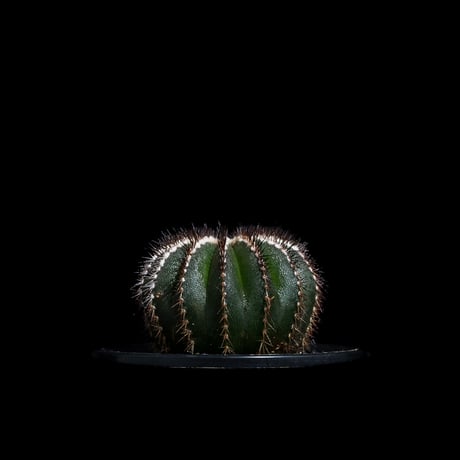 Uebelmannia pectinifera　ユーベルマニア　ペクチニフェラ Uebelmmania pectinifera ユーベルマニア・ペクチニフェラ