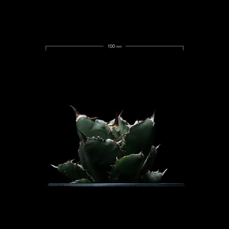アガベ チタノタ ブラック&ブルー / Agave titanota ‘Black & Blue’ #16