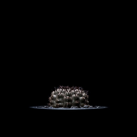 ギムノカリキウム 黒刺鳳頭 / Gymnocalycium asterium