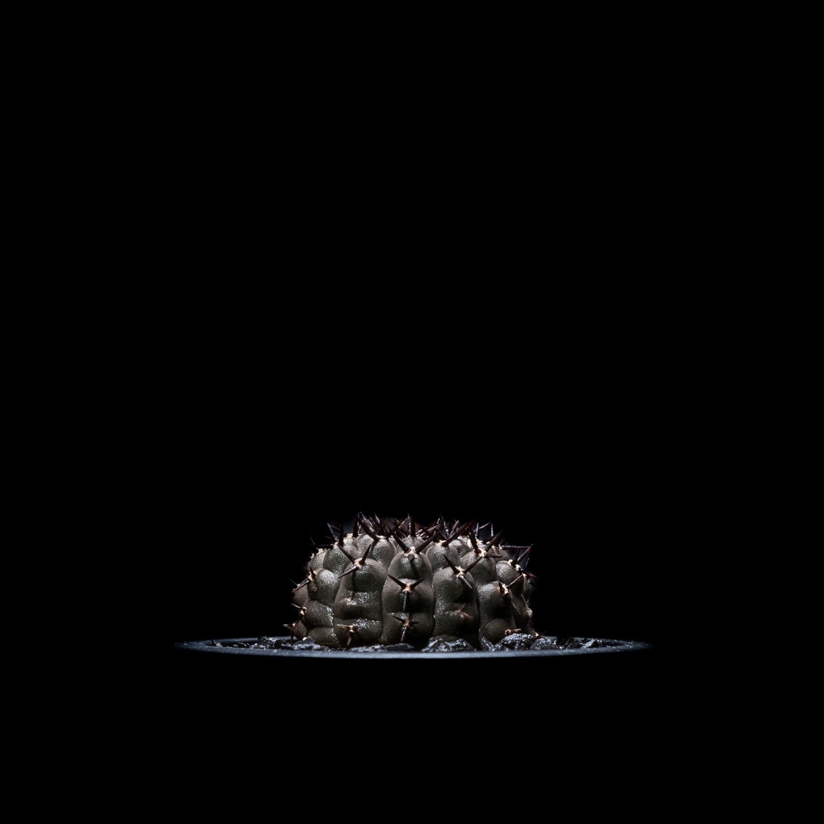 ギムノカリキウム 黒刺鳳頭 / Gymnocalycium asterium | Ducks