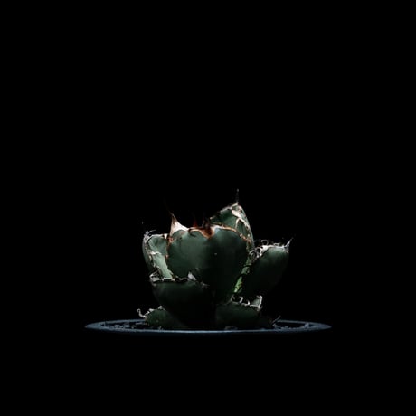 アガベ チタノタ ブラック&ブルー / Agave titanota ‘Black & Blue’ #10