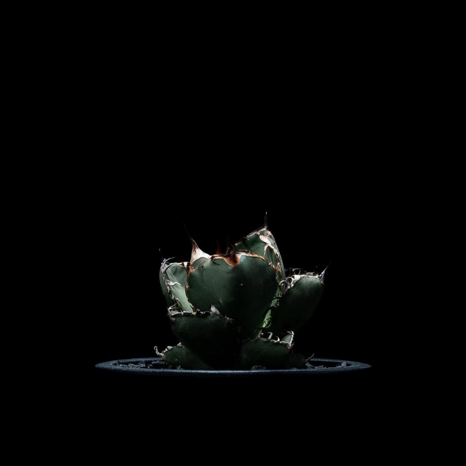 651f680524b81910e3b7d8d3