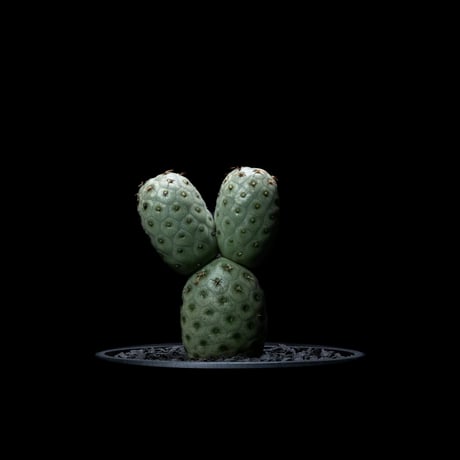 テフロカクタス ゲオメトリクス / Tephrocactus geometricus #2