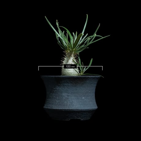 パキポディウム グラキリス / Pachypodium rosulatum var. gracilius #93