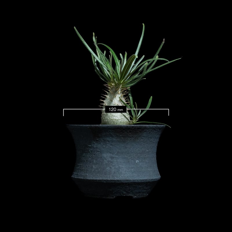 パキポディウム グラキリス / Pachypodium rosulatum var. grac