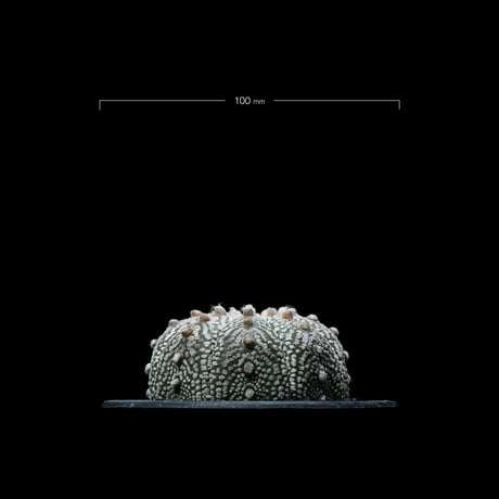 アストロフィツム アステリアス / Astrophytum asterias #3