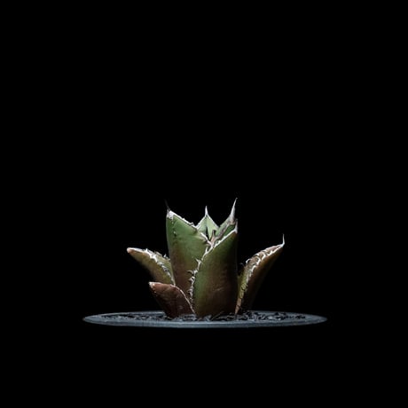 アガベ チタノタ 黒火焔 / Agave titanota ‘Black Fire’ #7