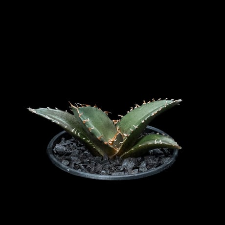 アガベ チタノタ 白鯨 / Agave titanota ‘White Whale’ #52